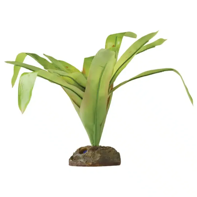 Skynda dig | Bromelia M Exoterra