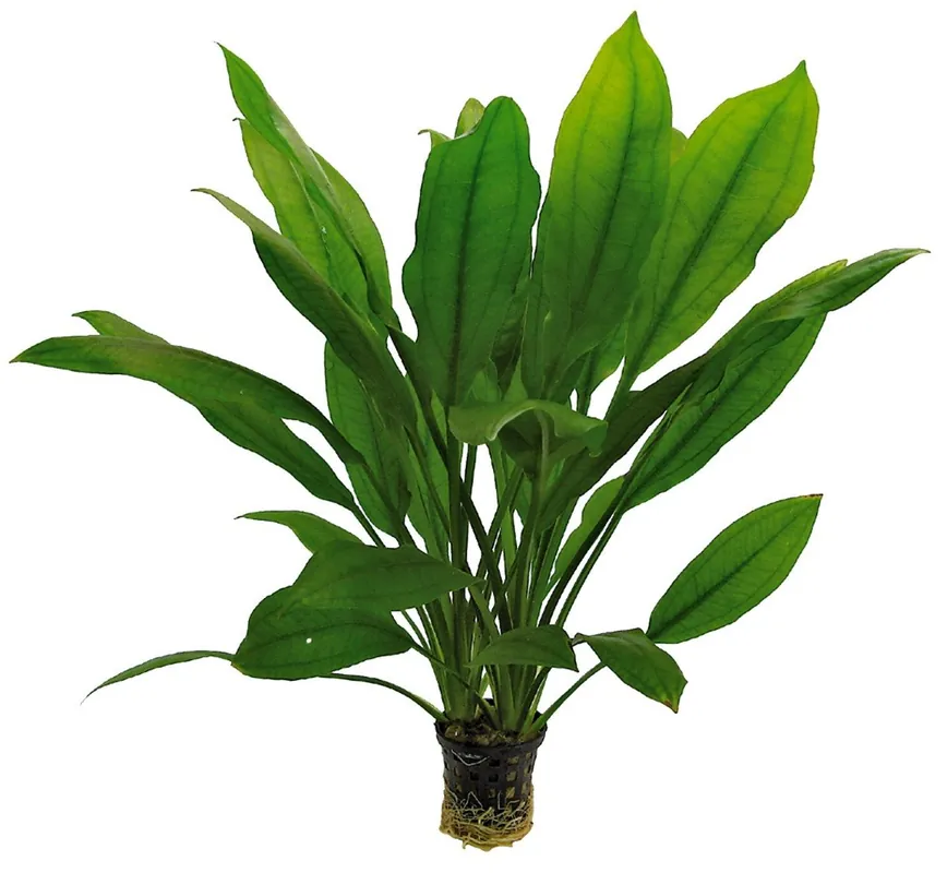Echinodorus Bleheri 5cm | Populärt just nu