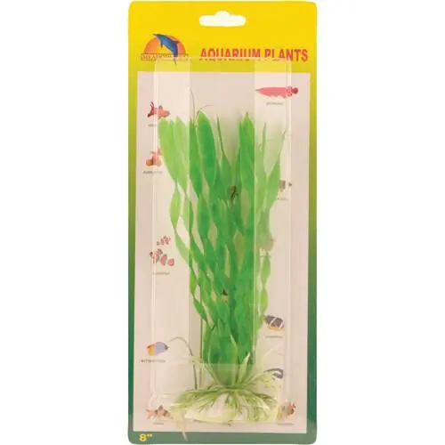 Vallisneria spiralis plastväxt 20 cm - Endast idag