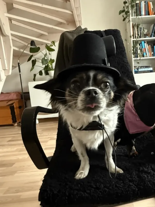 Top hat & fluga för hund - Topprodukt