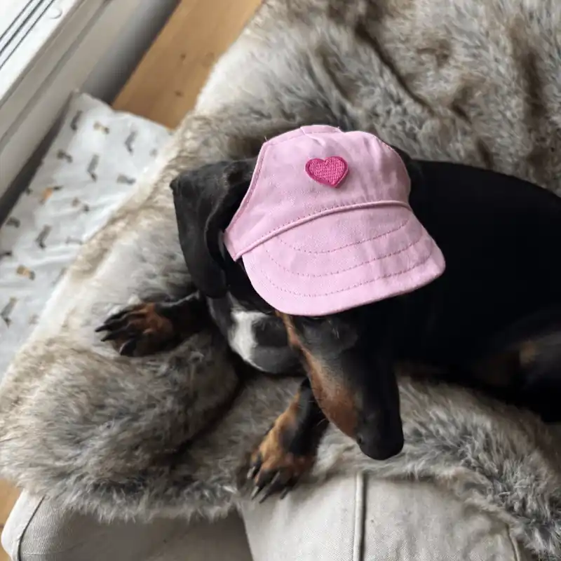 Hundkeps med hjärta | Missa inte