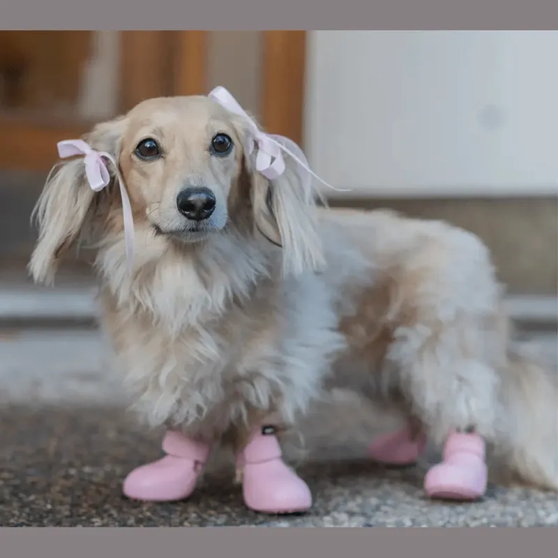 Wagwellies® hundskor | Passa på nu