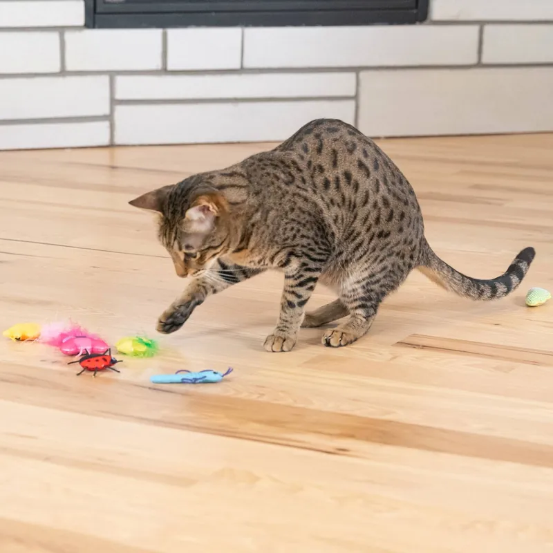 Catstages Cute As A Bug Insekter 6-pack - Köp online