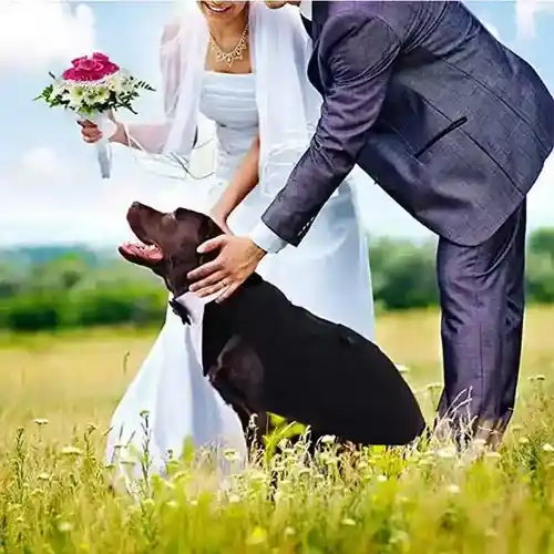 Kampanj - Smoking cerimonia per cani medi e grandi ”Hugo Boss”