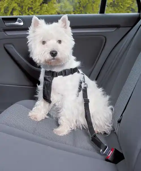 Endast idag | Trixie Bilsele til hund