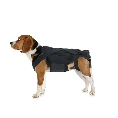 Tutore Ortopedico per Cani – Supporto Schiena IVDD | Fynd