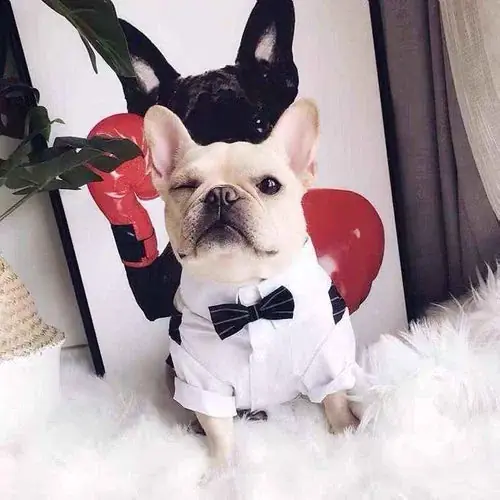 Spara mer | Vestito da cerimonia per cani elegante con papillon
