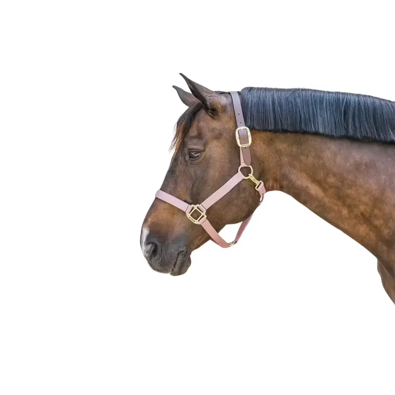 Halster för häst Kentucky Breakaway - Bästsäljare