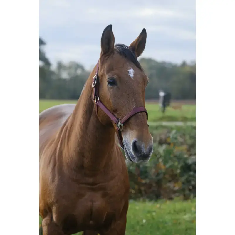 Hästgrimma i nylon Equithème Spring - Bara denna vecka
