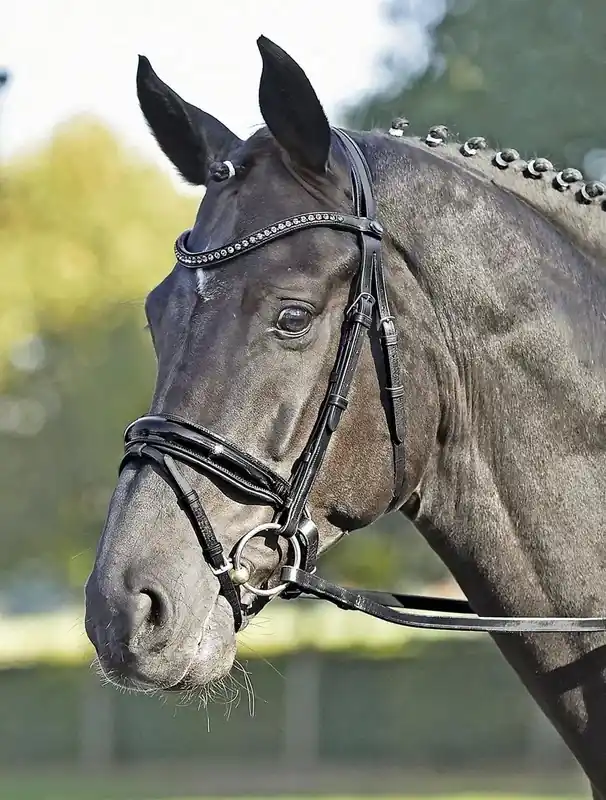 Träns ”LUXURY” Cob | Hög kvalitet